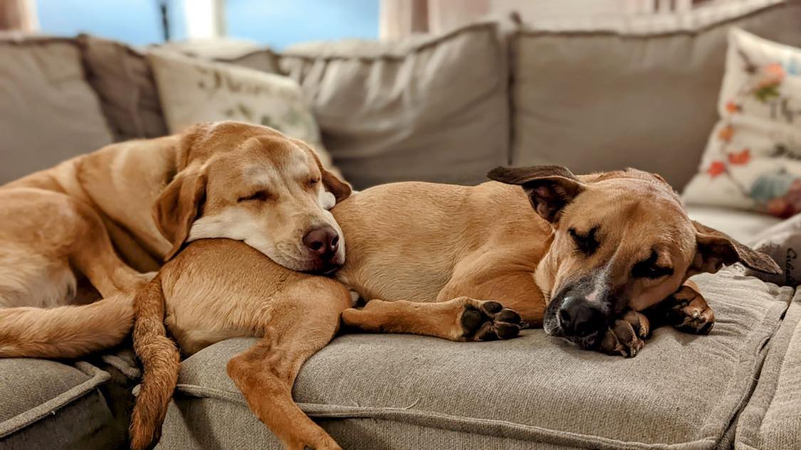 CONTACT US Fly To Freedom Dog Rescue