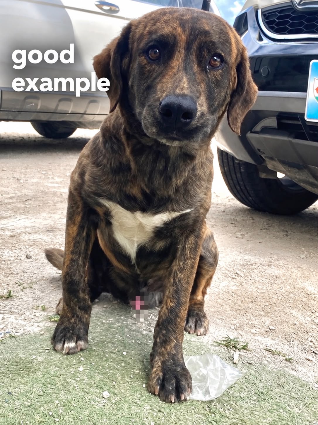 Good example of a foster dog photo