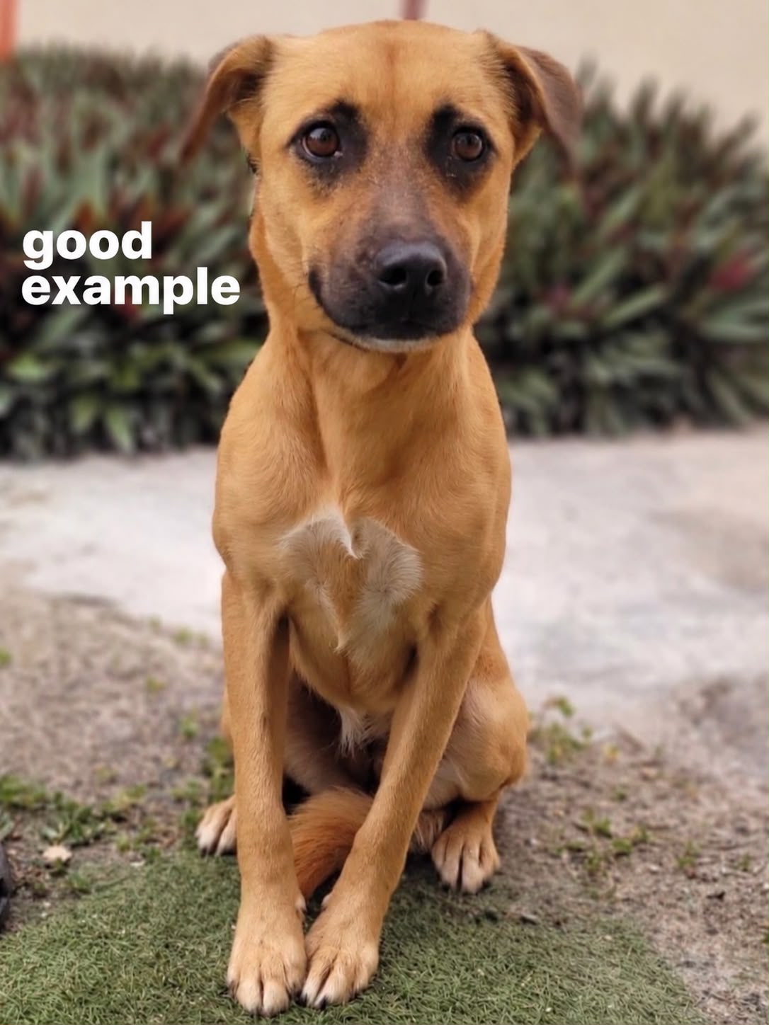 Good example of a foster dog photo